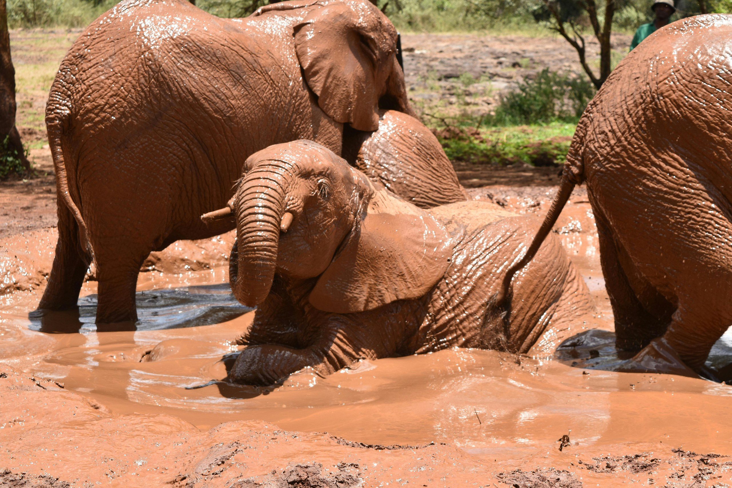 Elephants in Tsavo